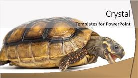  Presentation with worm - Slide set having maggots - red-footed tortoises 2 years old background and a light gray colored foreground