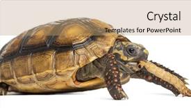  Presentation with old - Cool new slide set with maggots - red-footed tortoises 2 years old backdrop and a coral colored foreground