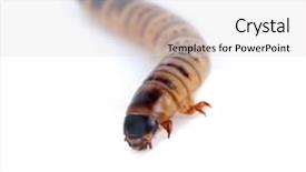  Presentation with renewable energy single green building - Audience pleasing slides consisting of maggots - single mealworm isolated backdrop and a light gray colored foreground