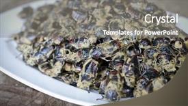  Presentation with thai - Colorful PPT theme enhanced with maggots - thai cuisine edible beetles backdrop and a gray colored foreground