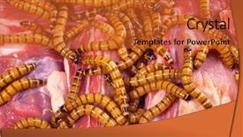  Presentation with steak - Audience pleasing presentation theme consisting of maggots - wormy spoiled beef steak ugly backdrop and a red colored foreground