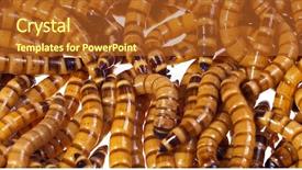  Presentation with parasite nematodes parasitic worms - PPT theme having maggots - zophobas morio worms close up background and a red colored foreground