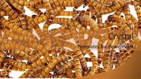  Presentation with parasite nematodes parasitic worms - Slides with maggots - zophobas morio worms close up background and a gold colored foreground