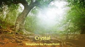  Presentation with forest morning - PPT theme consisting of magic forest in the early background and a tawny brown colored foreground