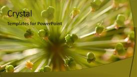  Presentation with laser engraving on wood macro - Presentation theme consisting of magic garden - bolls of decorative onion macro background and a  colored foreground