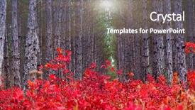  Presentation with magic garden - Amazing slide deck having magic garden - fantastic forest with cotinus coggygria backdrop and a gray colored foreground