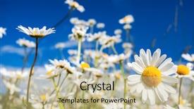  Presentation with magic garden - Audience pleasing theme consisting of magic garden - summer field with white daisies backdrop and a  colored foreground