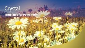  Presentation with magic garden - PPT layouts consisting of magic garden - summer field with white daisies background and a ocean colored foreground