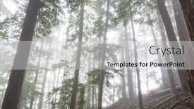  Presentation with misty - Theme featuring magic-misty-forest-beautiful-natural background and a light gray colored foreground