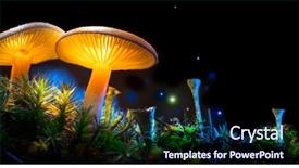  Presentation with magic mushroom - Slide deck with magic mushroom fungus border background and a navy blue colored foreground
