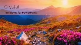  Presentation with pink beauty - PPT theme enhanced with magic-pink-flowers-rhododendrons background and a coral colored foreground