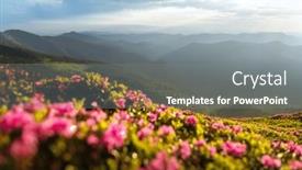  Presentation with green morning - Presentation with magic-pink-rhododendron-flowers-blooming background and a  colored foreground