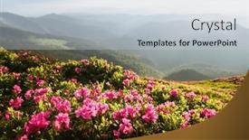  Presentation with magic - PPT layouts with magic-pink-rhododendron-flowers-covered background and a lemonade colored foreground