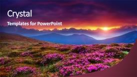  Presentation with pink flowers - PPT theme consisting of magic pink rhododendron flowers glowing background and a navy blue colored foreground