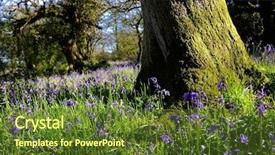  Presentation with magical - Slide set having magical bluebell woods in dorset england background and a tawny brown colored foreground