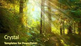  Presentation with fog - Presentation theme featuring magical deep foggy autumn forest background and a tawny brown colored foreground