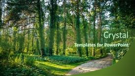  Presentation with pine trees - Presentation featuring magical-forest-in-the-evening background and a  colored foreground