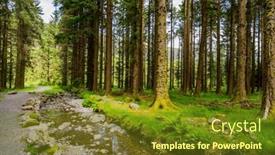  Presentation with county cork - Presentation consisting of magical-pine-tree-forest-during background and a tawny brown colored foreground