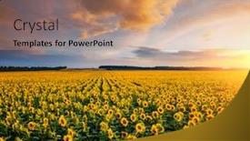  Presentation with sunflowers - Cool new slide deck with magical-scene-of-vivid-yellow backdrop and a coral colored foreground