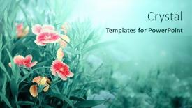  Presentation with beautiful spring flowers - PPT theme having magical-scene-with-carnation-flowers background and a cool aqua colored foreground