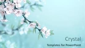  Presentation with light blue color - Amazing presentation design having magical-scene-with-cherry-flowers backdrop and a light blue colored foreground