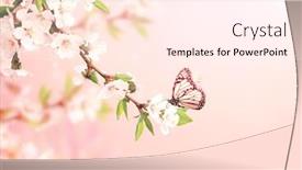  Presentation with light pink - Audience pleasing PPT theme consisting of magical-scene-with-cherry-flowers backdrop and a cream colored foreground