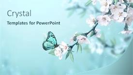  Presentation with light blue color - Beautiful slides featuring magical-scene-with-cherry-flowers backdrop and a cool aqua colored foreground