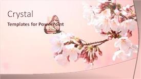  Presentation with beautiful spring flowers - Audience pleasing presentation theme consisting of magical-scene-with-sakura-flowers backdrop and a cream colored foreground