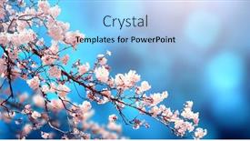  Presentation with light blue color - Cool new presentation theme with magical-scene-with-sakura-flowers backdrop and a light blue colored foreground