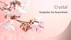  Presentation with beautiful spring flowers - Colorful slide set enhanced with magical-scene-with-sakura-flowers backdrop and a cream colored foreground