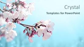  Presentation with light blue color - PPT layouts featuring magical-scene-with-sakura-flowers background and a cool aqua colored foreground