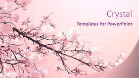  Presentation with light pink - Colorful PPT layouts enhanced with magical-scene-with-sakura-flowers backdrop and a pink colored foreground