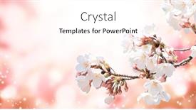 Presentation with beautiful spring flowers - Audience pleasing PPT theme consisting of magical-scene-with-sakura-flowers backdrop and a pink colored foreground