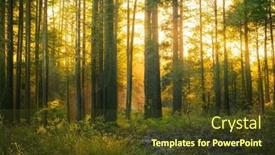  Presentation with woodland - PPT layouts consisting of magical-sunset-in-the-forest background and a tawny brown colored foreground