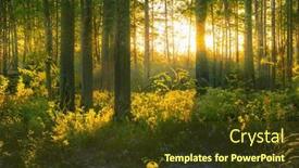 Presentation with woodland - Slide deck with magical-sunset-in-the-forest background and a tawny brown colored foreground