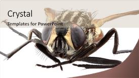  Presentation with isolated paw prints over white - Slide set featuring houseflies - magnification of housefly isolated background and a  colored foreground