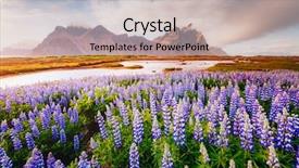  Presentation with sunlight - Slide deck having magnificent - majestic lupine flowers glowing background and a soft green colored foreground