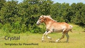  Presentation with powerful - Amazing slides having magnificent belgian draft horse backdrop and a yellow colored foreground