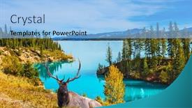  Presentation with abraham - PPT theme consisting of magnificent canadian deer with branched horns resting on the shore of the lake lake abraham is an artificial colossal pond in the rockies of canada concept of ecological and active tourism background and a light blue colored foreground