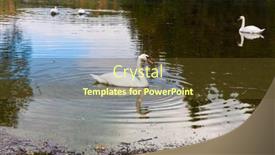  Presentation with black yellow color - Theme having magnificent-colors-of-autumn-yellow background and a  colored foreground