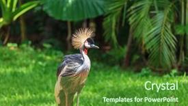  Presentation with zoo - Presentation design with magnificent crowned crane a picturesque bird in the south american zoo of exotic tropical birds background and a forest green colored foreground