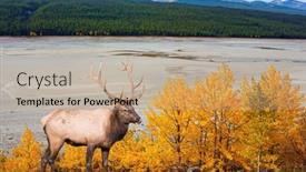  Presentation with antlers - PPT theme featuring magnificent-deer-with-branched-antlers background and a coral colored foreground