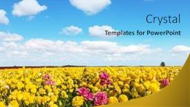  Presentation with red carpet - Slide deck having magnificent-flower-carpet-of-red background and a light blue colored foreground