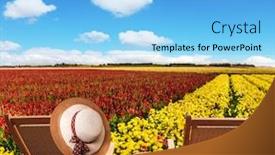  Presentation with red carpet - Amazing slide set having magnificent-flower-striped-carpet backdrop and a light blue colored foreground