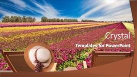  Presentation with multicolor - Presentation design having magnificent-flower-striped-carpet background and a red colored foreground