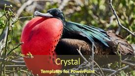  Presentation with ecuador - PPT theme consisting of magnificent-frigatebird-north-seymour-island background and a tawny brown colored foreground