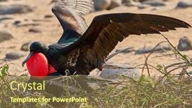  Presentation with ecuador - Presentation enhanced with magnificent-frigatebird-north-seymour-island background and a tawny brown colored foreground