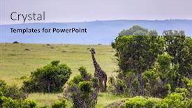  Presentation with animals habitat - Cool new presentation design with magnificent-giraffe-in-the-grassy backdrop and a sky blue colored foreground