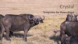  Presentation with savanna - Cool new PPT theme with magnificent-herd-of-buffalo-resting backdrop and a lemonade colored foreground