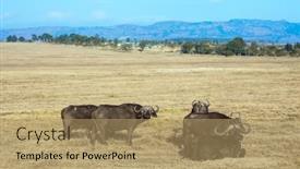  Presentation with savanna - PPT theme consisting of magnificent-herd-of-buffalo-resting background and a coral colored foreground